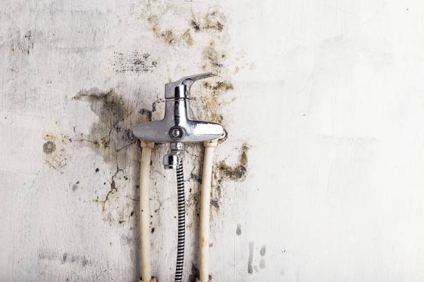 Best Affordable Mold Removal  in Enterprise, NV