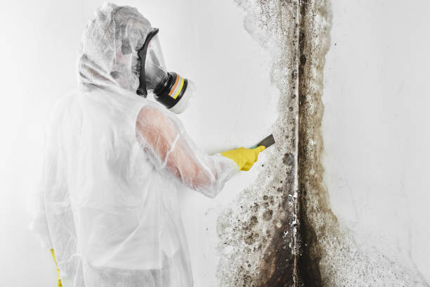 Professional Mold Removal in Enterprise, NV