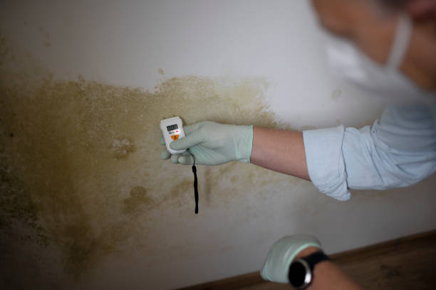 Best Mold Cleaning Services  in Enterprise, NV