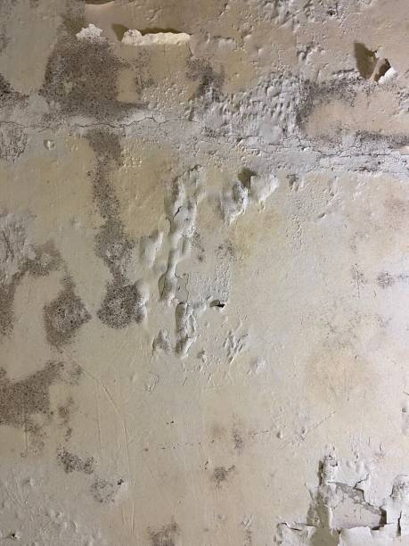 Best Toxic Mold Removal  in Enterprise, NV