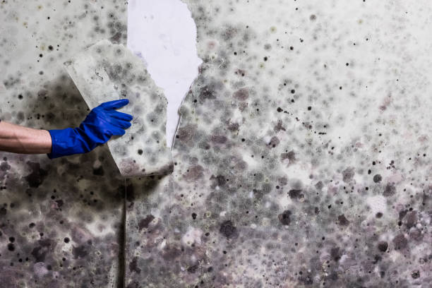 Attic Mold Removal in Enterprise, NV